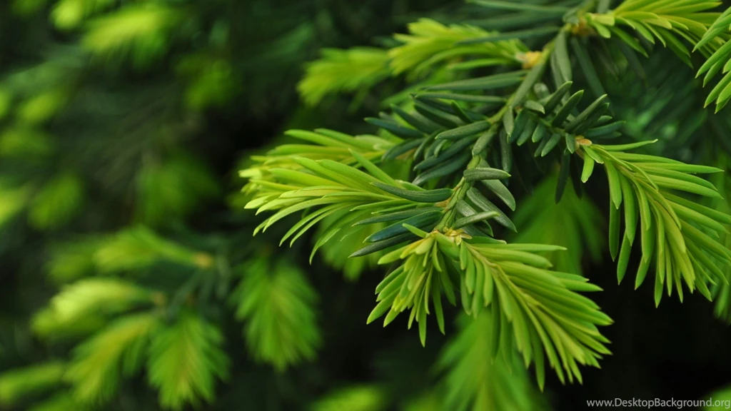 Orange 3d Wallpapers High Quality For Desktop Backgrounds Ndemok.com