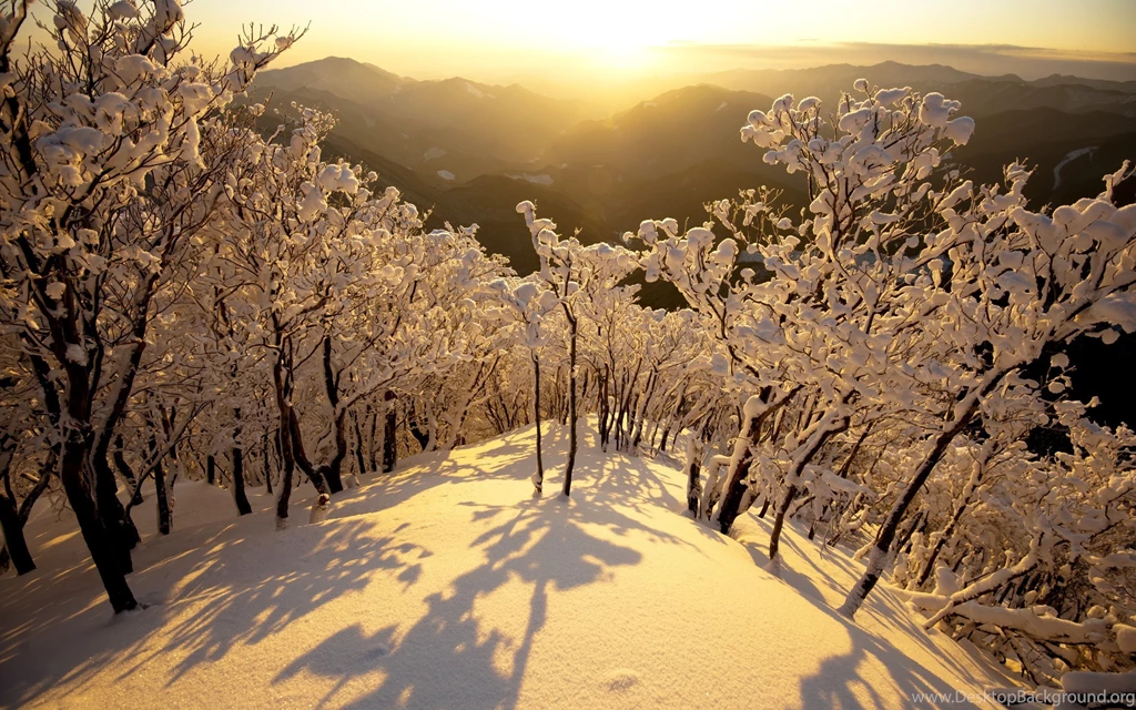 Trees: Landscapes Winter Free Desktop Backgrounds For HD 16:9 High ...