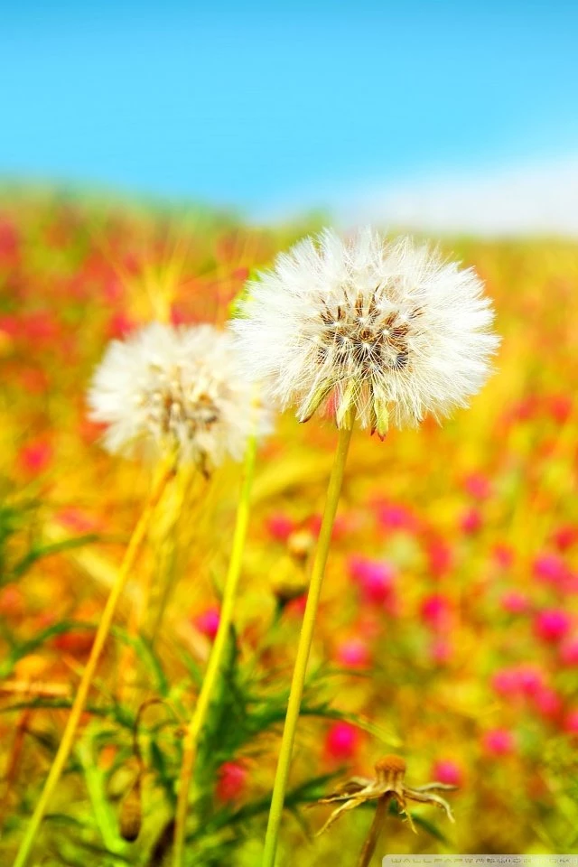 Spring Dandelions HD Desktop Wallpapers : Widescreen : High ...