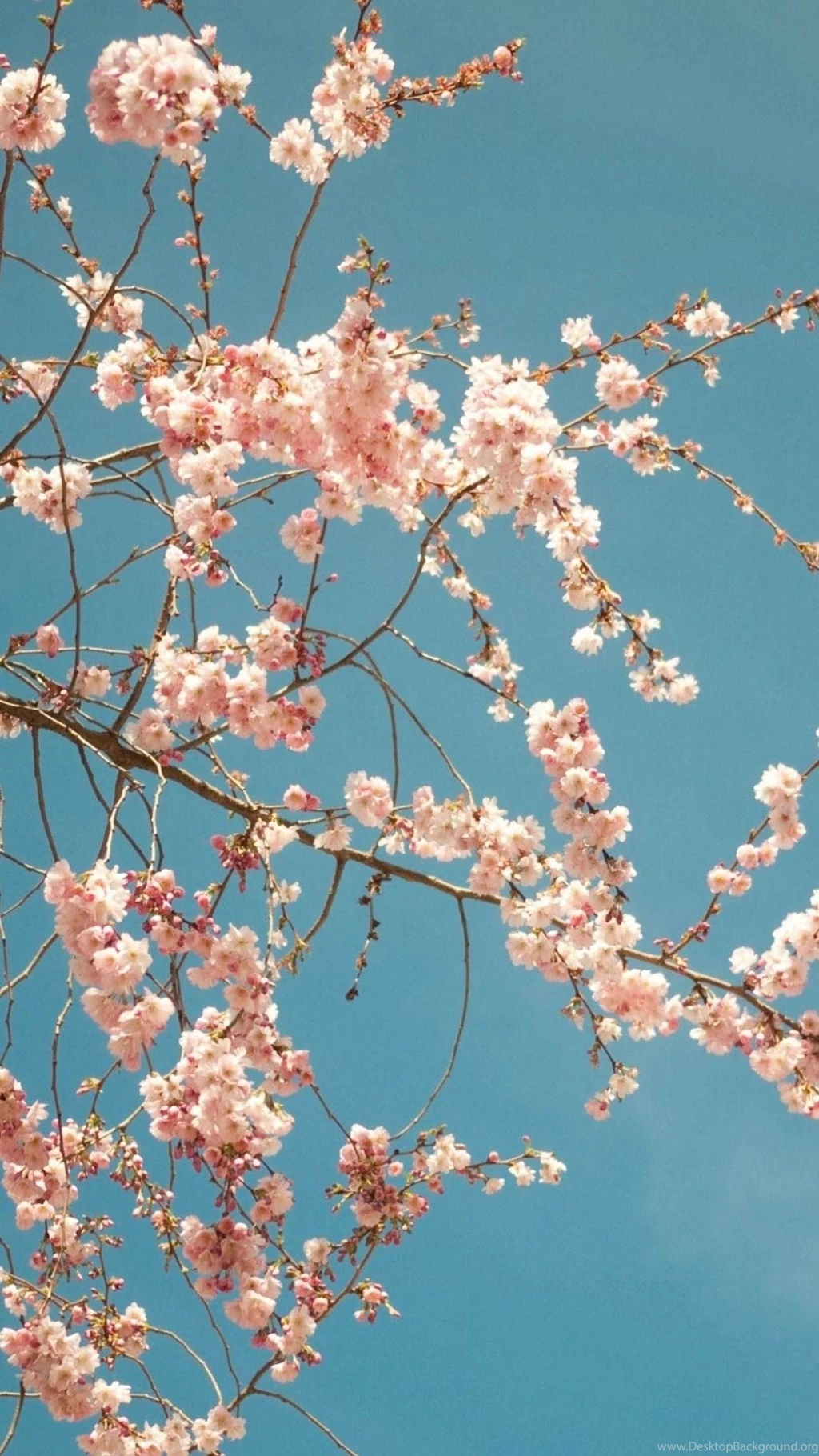 Cherry Blossom Tree Best HTC Wallpapers
