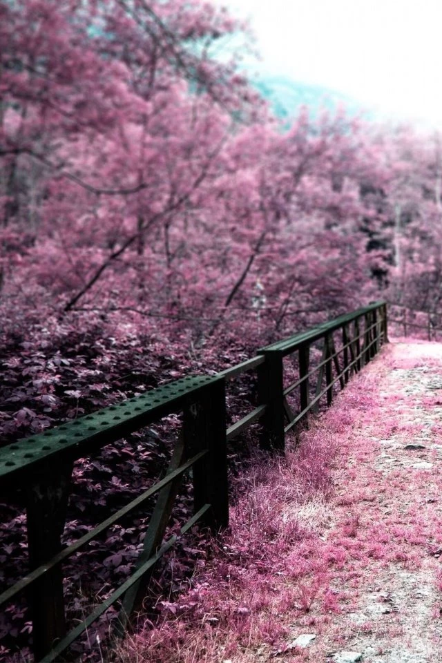 Japan Bridges Cherry Blossoms Mobile Wallpapers   Mobiles Wall