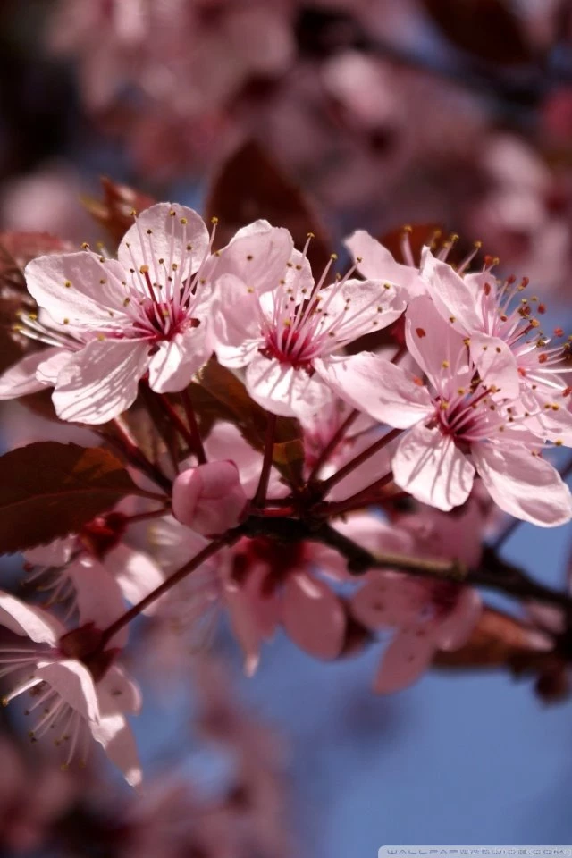 Cherry Blossoms HD Desktop Wallpapers : High Definition ...