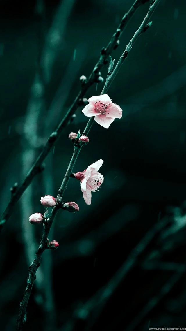 Spring Wallpapers For iPhone 5