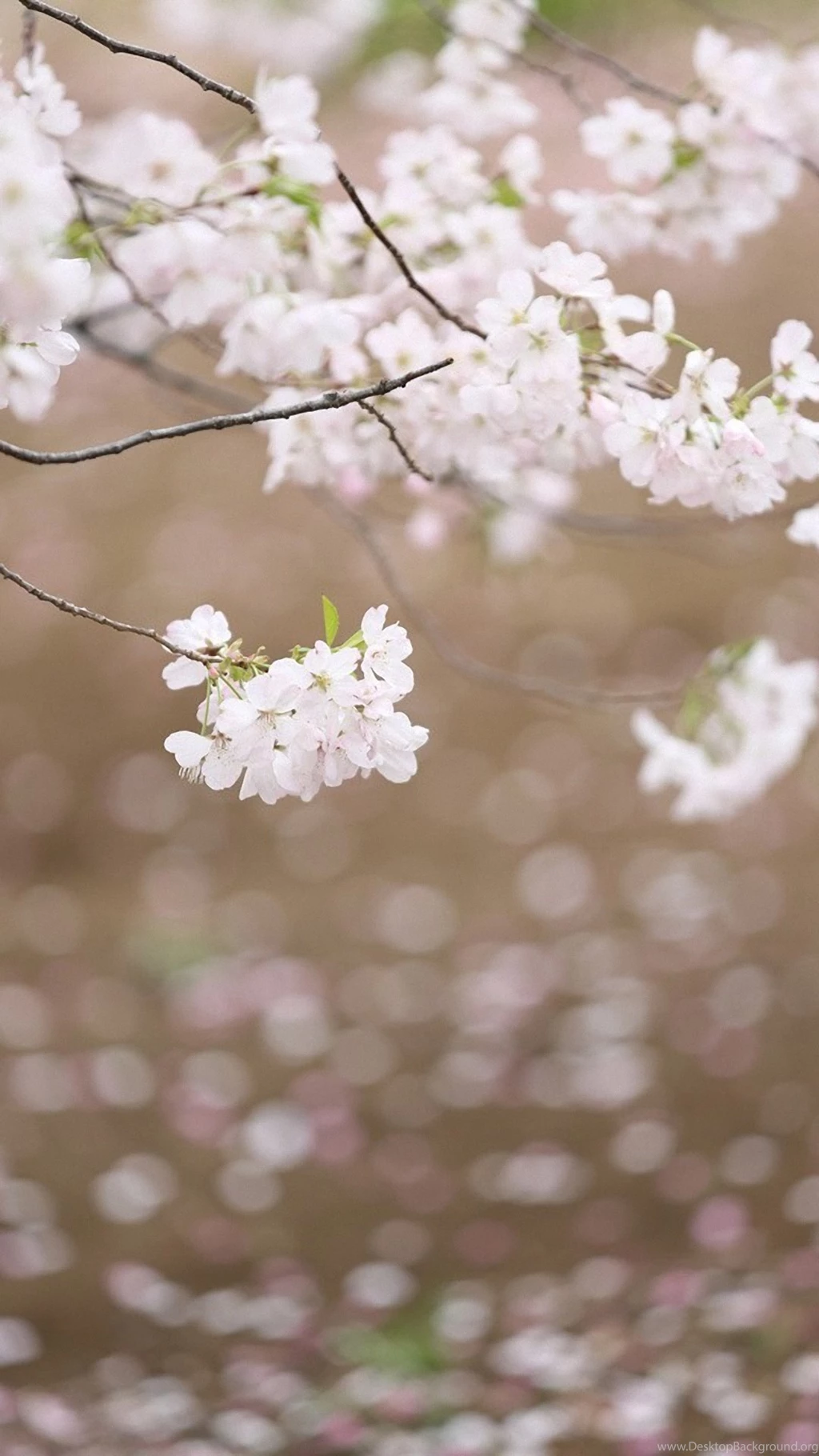 White Cherry Blossoms Lenovo Phone Wallpapers Hd 1080x1920 Desktop