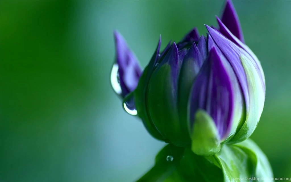 Amazing Macro Widescreen Wallpapers18.jpg