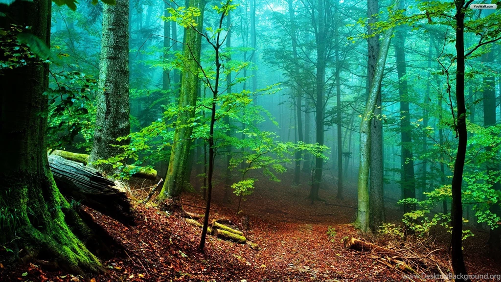 1920x1080px Fantastic Forest Wallpapers Hd
