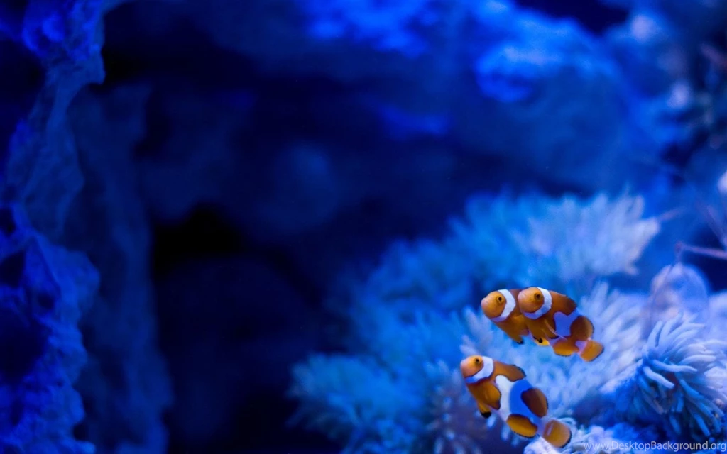 Blue Fish Friends Finding Nemo Ark Underwater Sea Best HD Desktop ...
