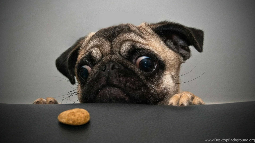 Weird And Crazy Dogs 20 Backgrounds Funnypicture.org
