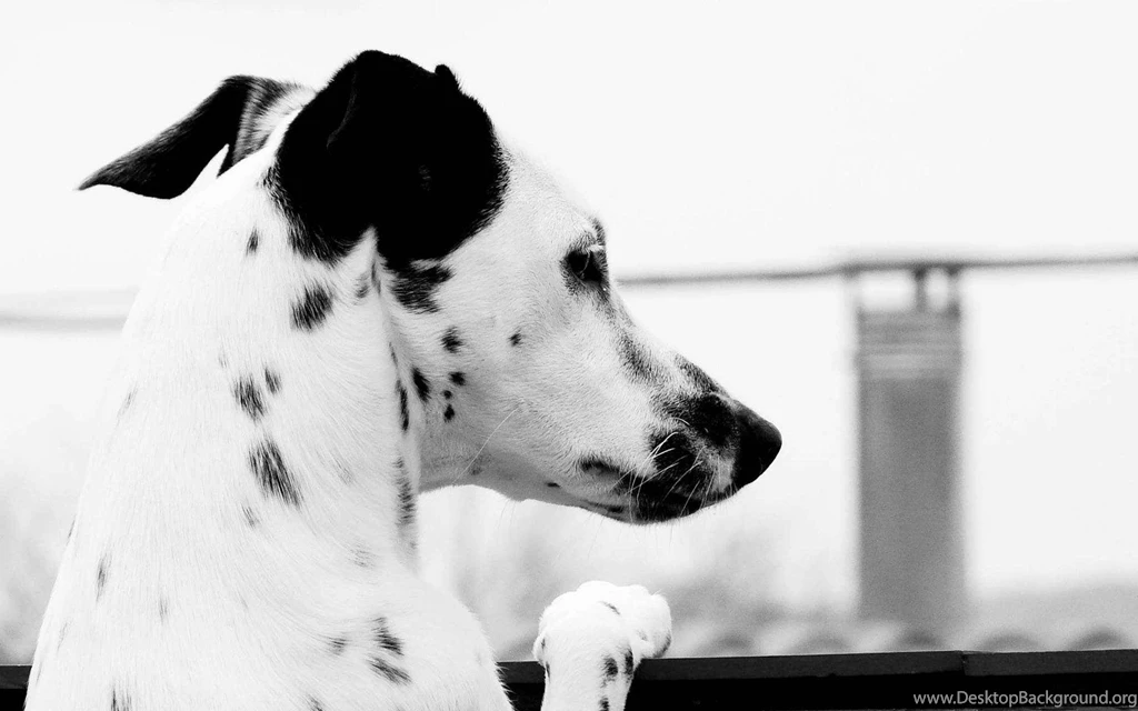Dalmatian Wallpapers