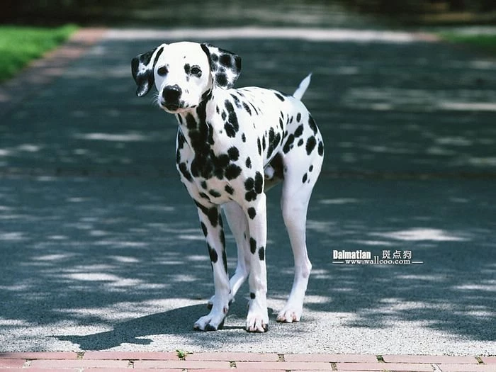 Dogs Dalmatian Wallpapers Pet Dog Dalmatian Desktop Wallpapers 25 ...