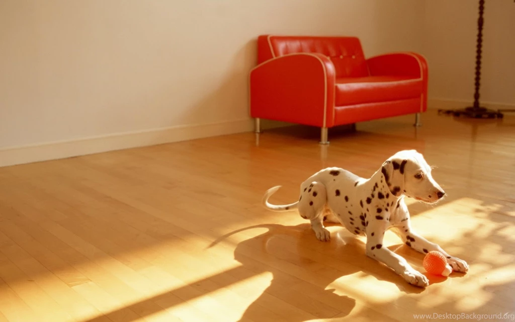 1440x900 Playful Dalmatian Desktop PC And Mac Wallpapers