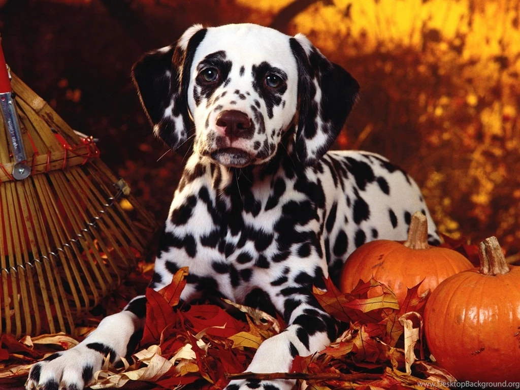 Dalmatian In The Halloween Theme Wallpapers And Images ...