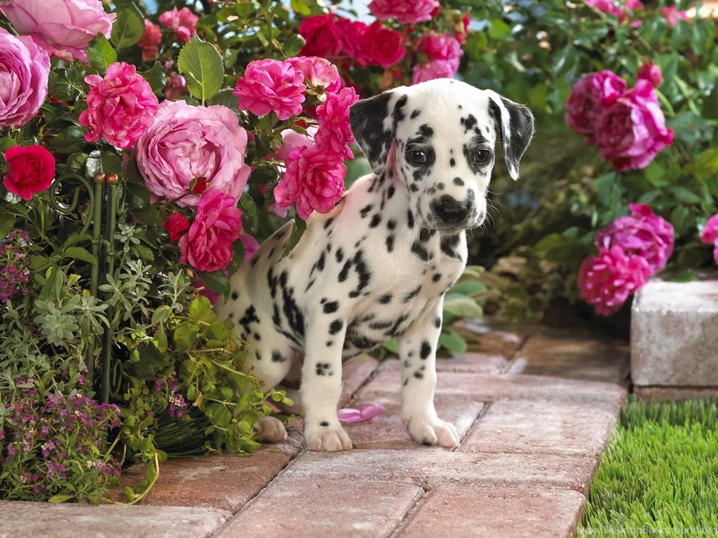 Dalmatian Wallpapers 659302