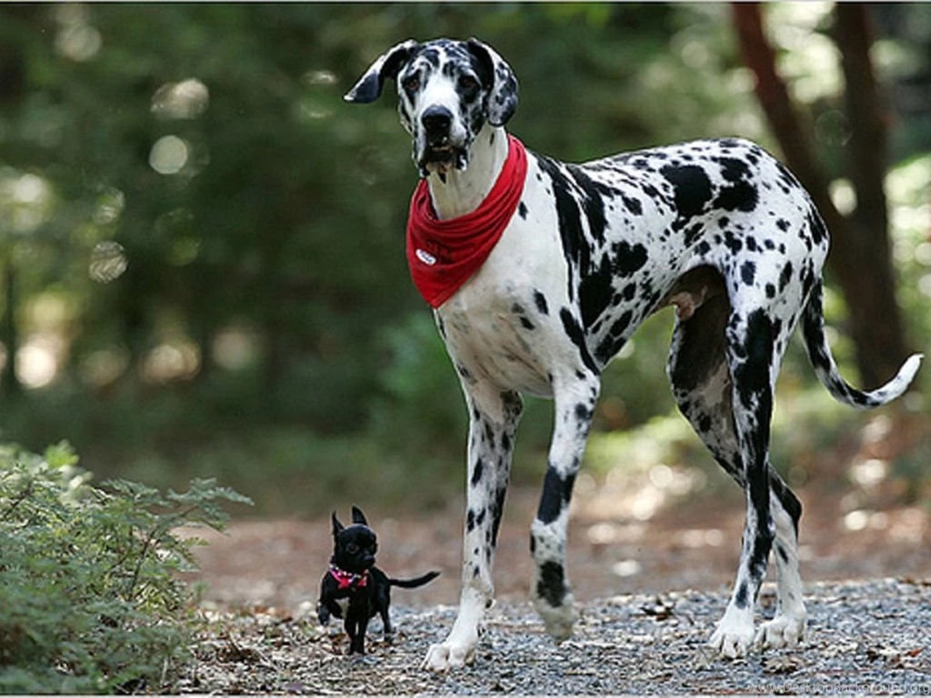 Cute Chihuahua And Dalmatian Wallpapers For Your Computer Desktop