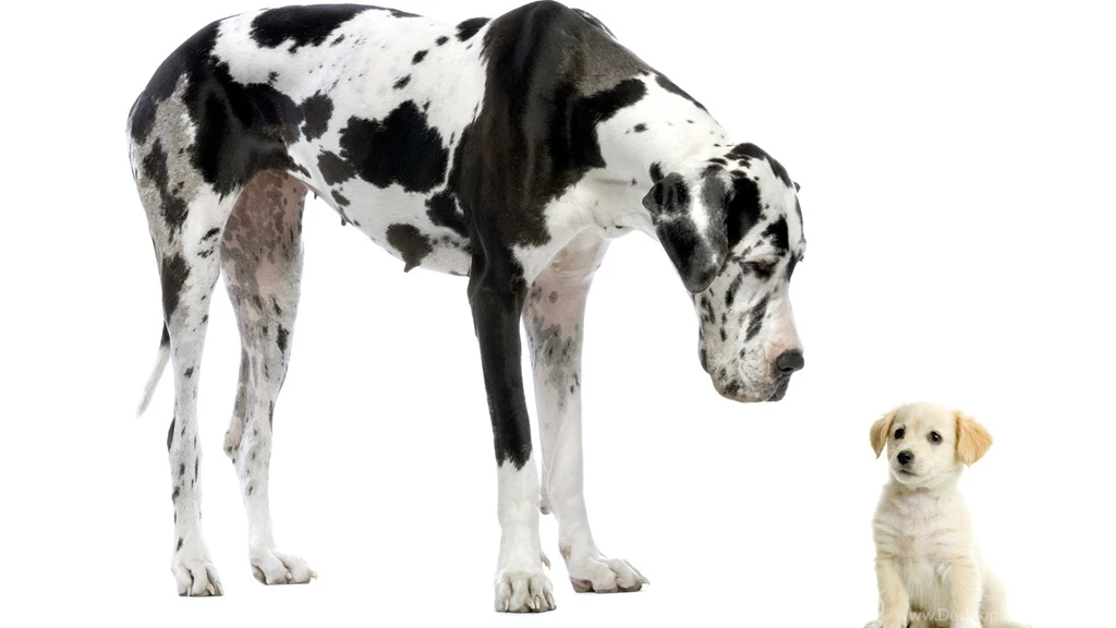 Download Wallpapers 1920x1080 Dalmatian, Puppy, Adult Full HD 1080p ...
