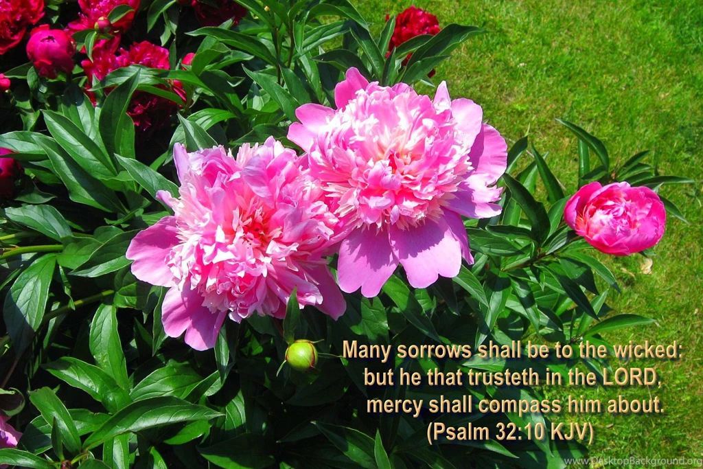 Favorite Bible Versed FLOWERS Wallpapers