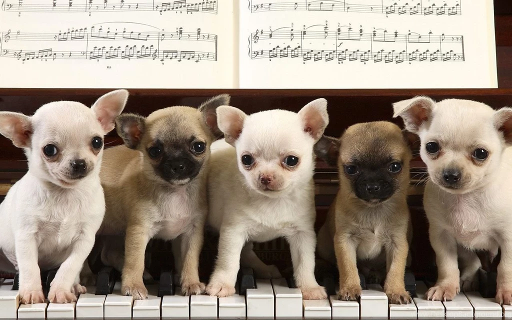 Only Wallpapers: Chiwawa Wallpapers