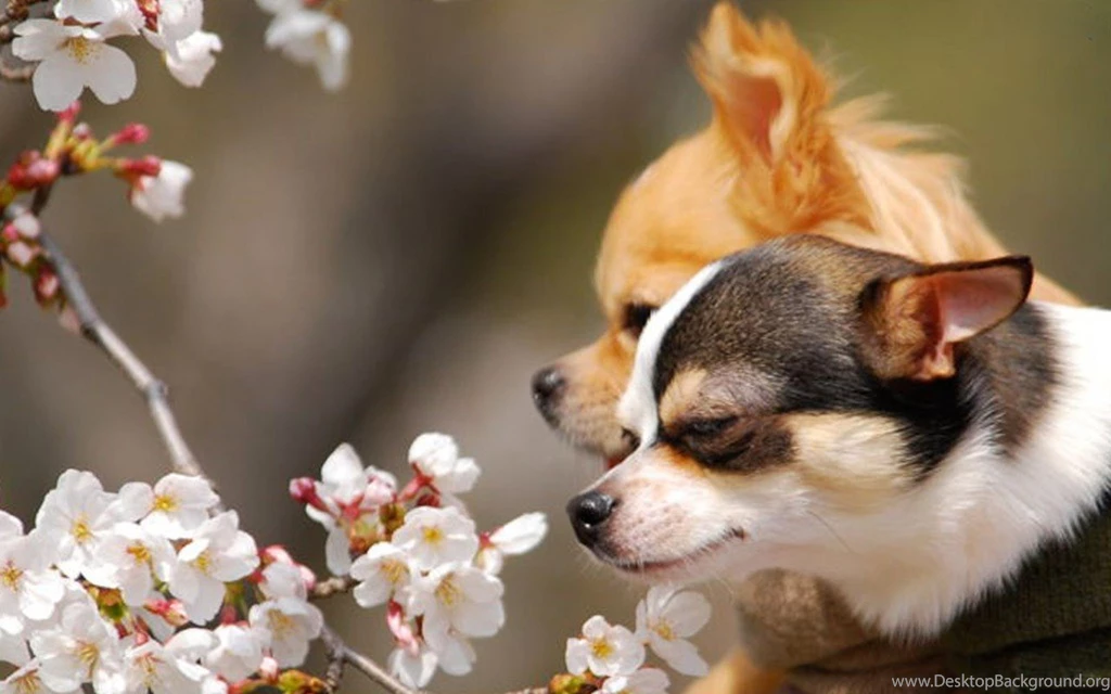 Cute Couple Chihuahuas Wallpapers (15906687) Fanpop