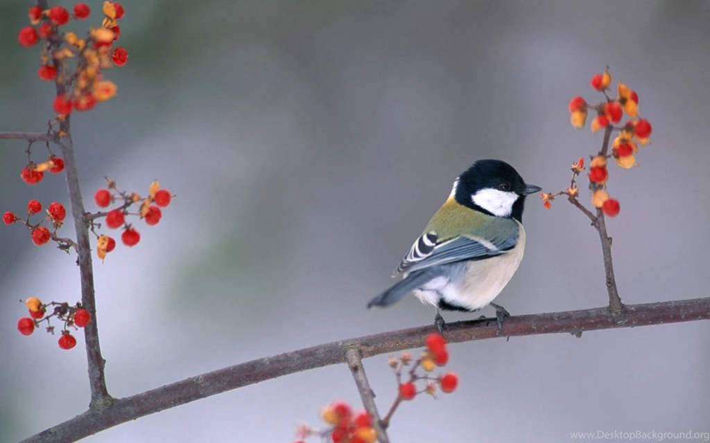 Birds Wallpapers Free Download