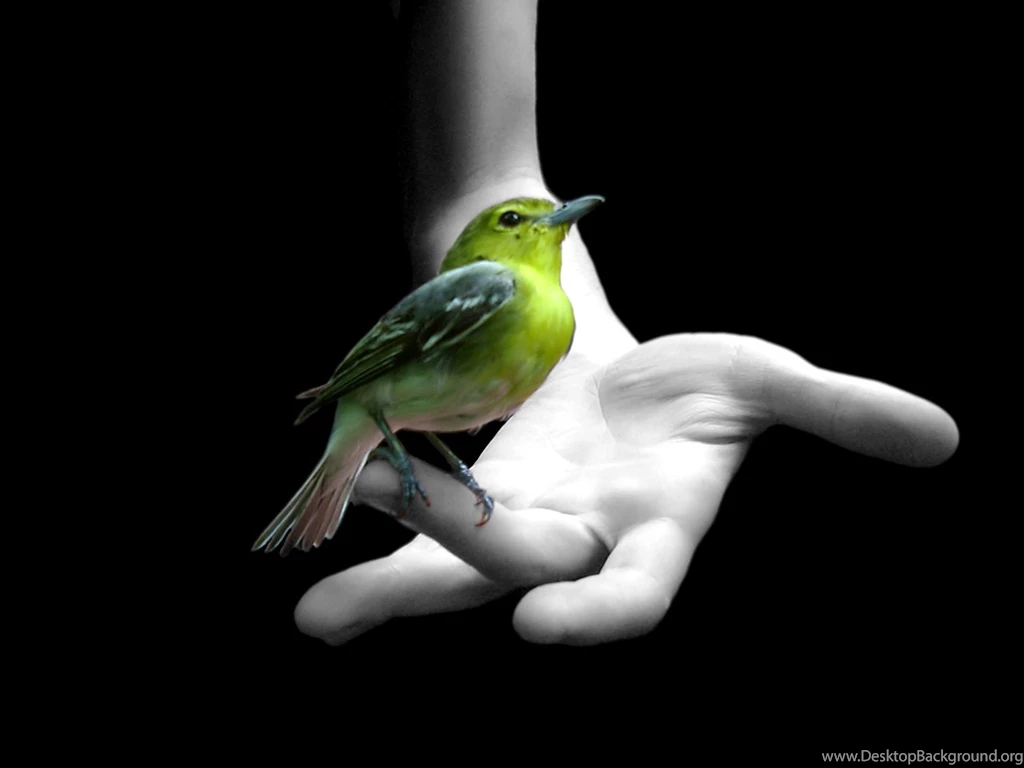 Free Wallpapers For Desktop Bird On Hand Photos Of Free Wallpapers ...