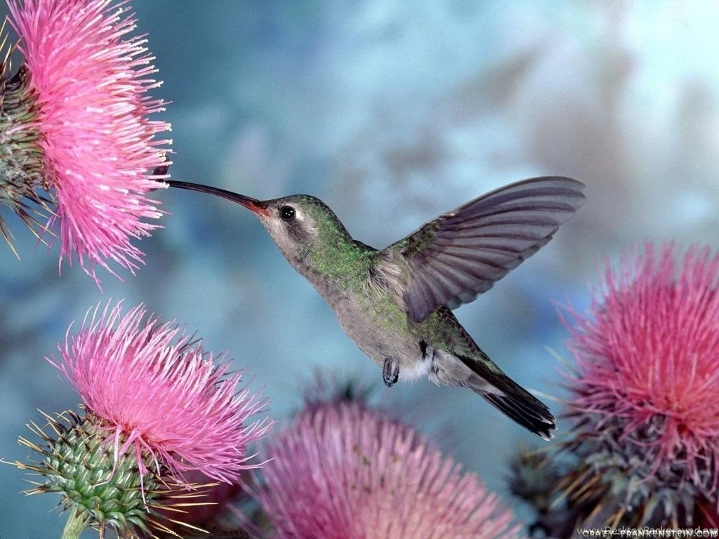 Bird Wallpapers Free: Hummingbird Wallpapers