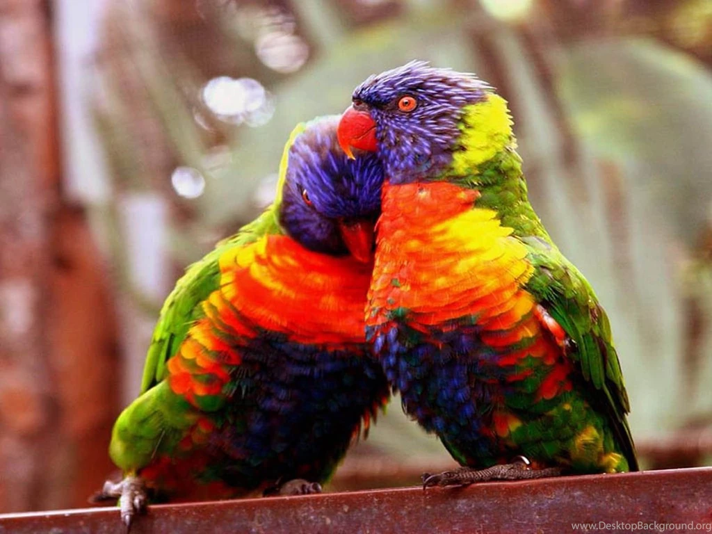 Love Bird Wallpapers   Wallpapers Cave