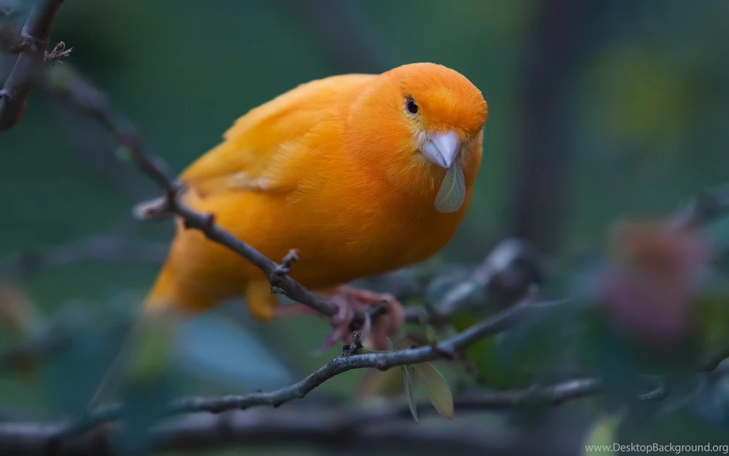 Birds photo free download wallpaper.jpg