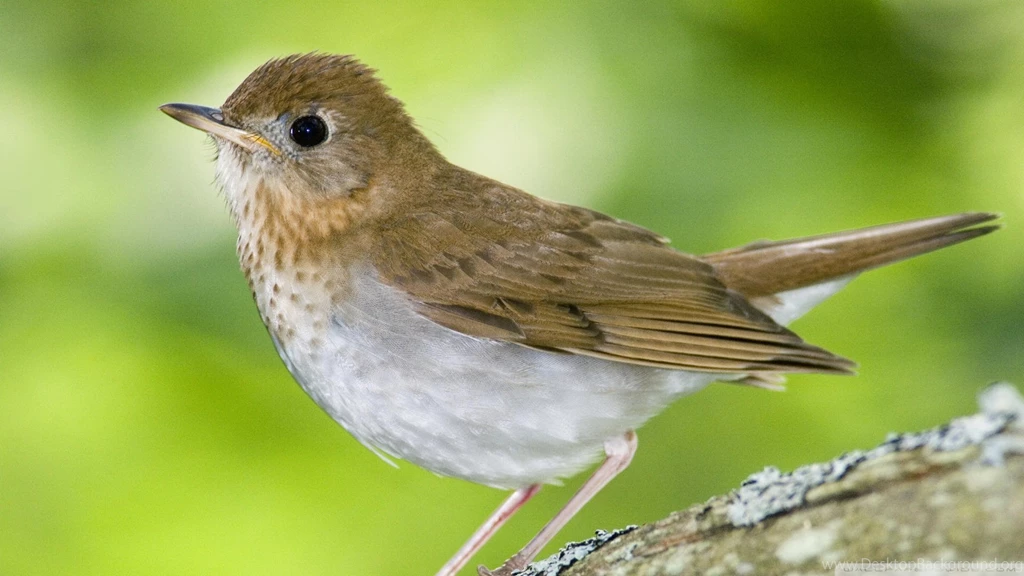 Hd birds wallpaper free download for desktop.jpg