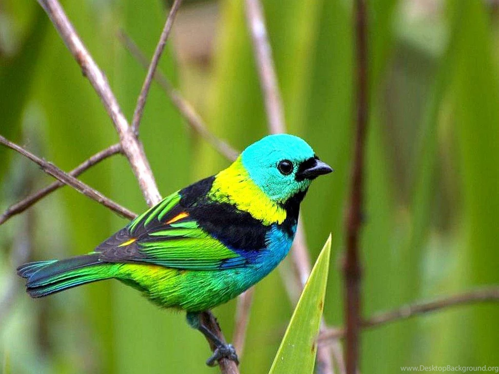 Bird Images Free   Widescreen HD Wallpapers