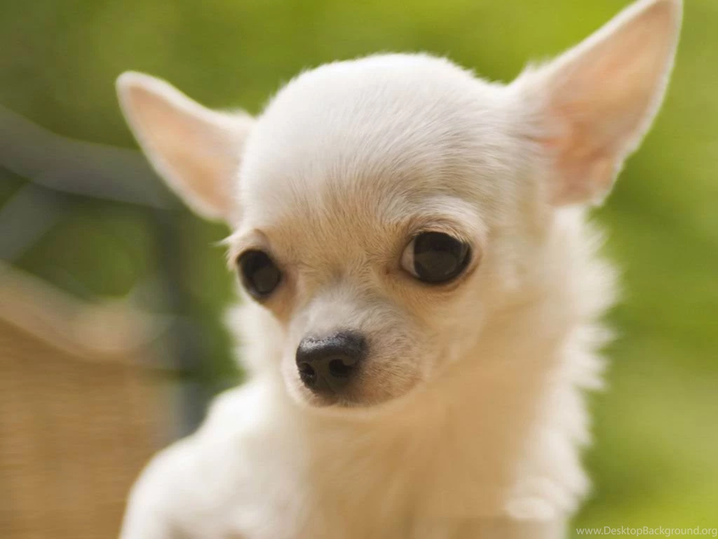 Chihuahua Wallpapers Teddybear64 Wallpapers (33124221) Fanpop