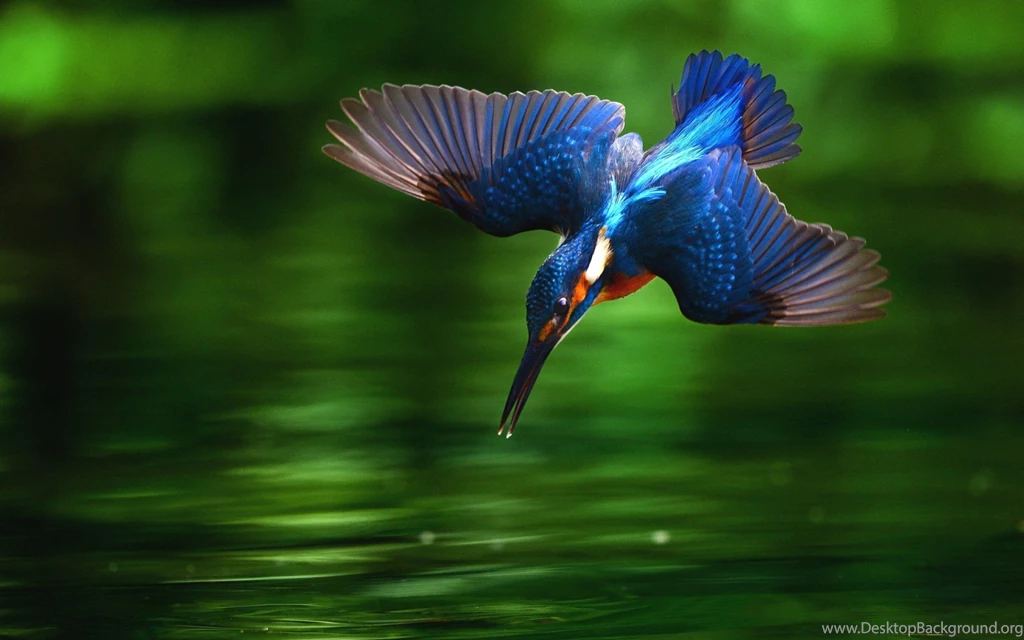 Kingfisher Bird Wallpapers 10082   Pacify Mind