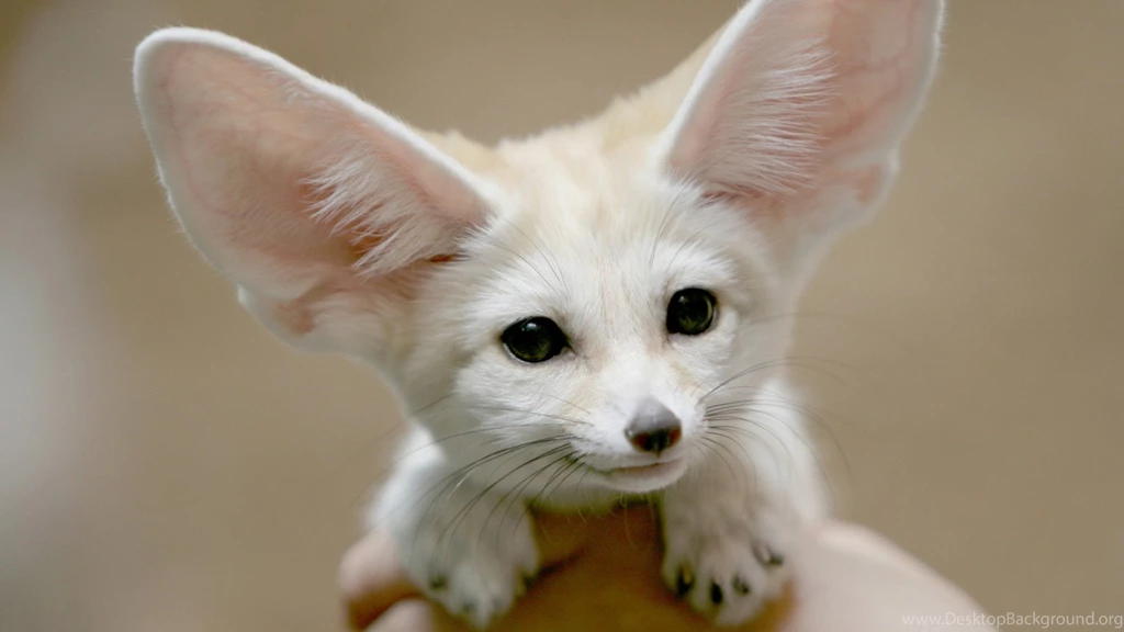 White Chiwawa Dog Wallpapers In High Resolution For Free Get White ...