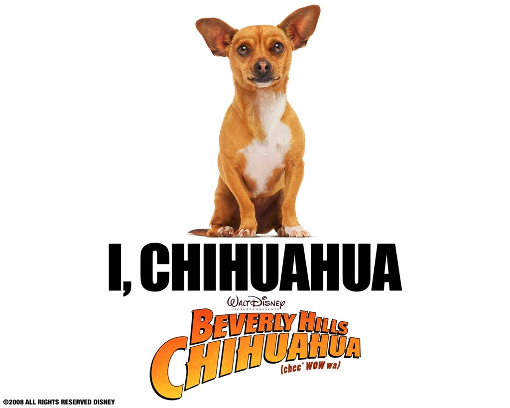 Beverly Hills Chihuahua Wallpapers (1280 X 1024 Pixels)