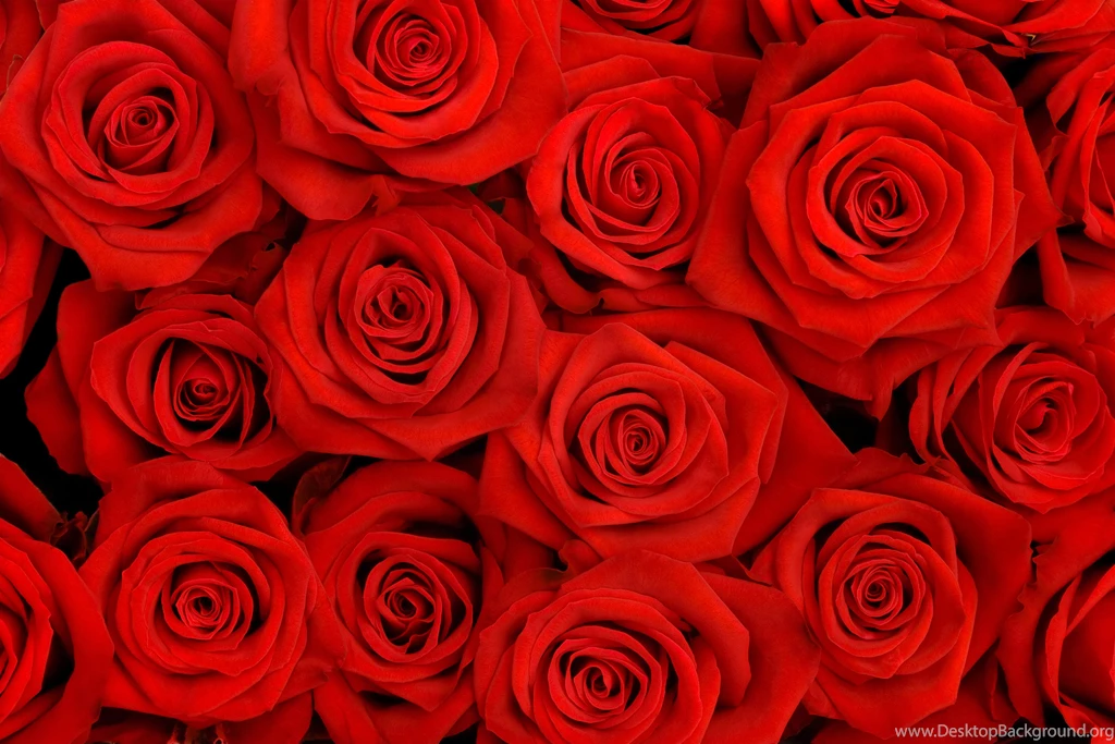 Red Roses Red Roses Backgrounds   My City Flower   My City Flower