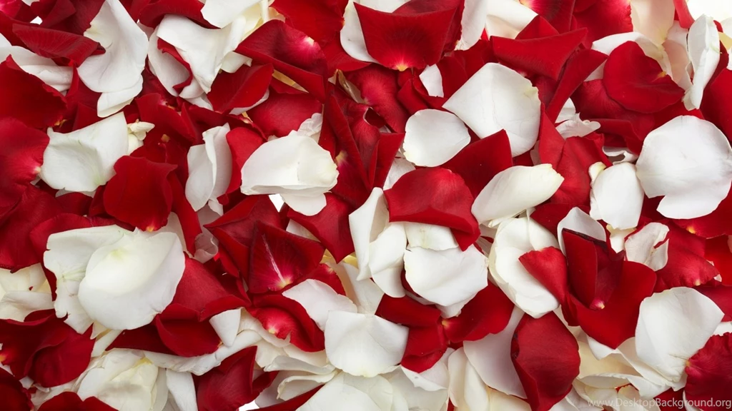Red Roses Backgrounds Wallpapers Cave