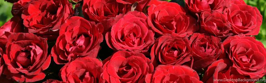 Red roses dsc03587 dws.jpg