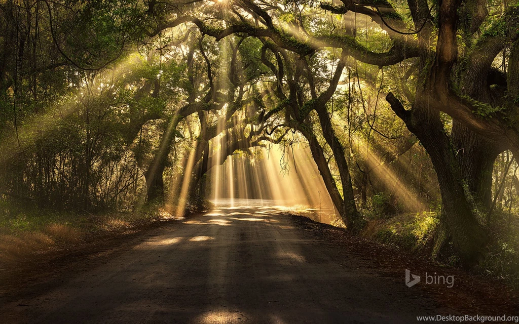 Botany Bay Road, Edisto Island, South Carolina