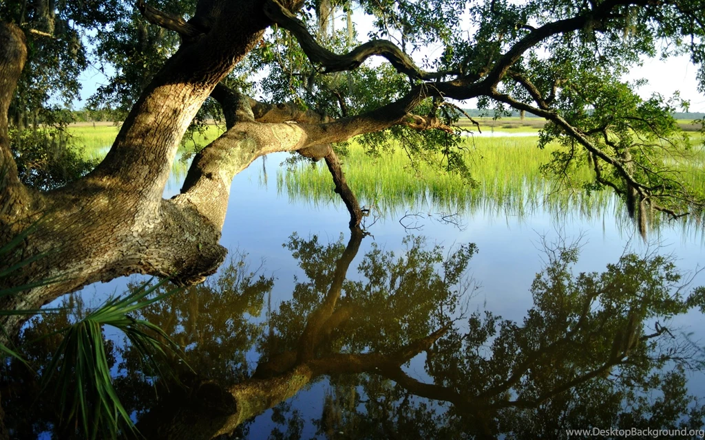 Wallpapers Rivers South Carolina USA Nature Image