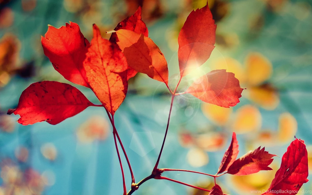Computer Backgrounds HD Wallpapers Collection 7 Wallpapers Download