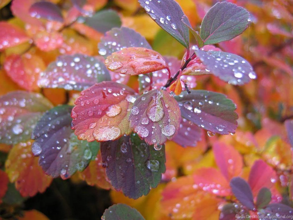 Beautiful Wallpapers: Beautiful Rain Wallpapers For Your Desktop