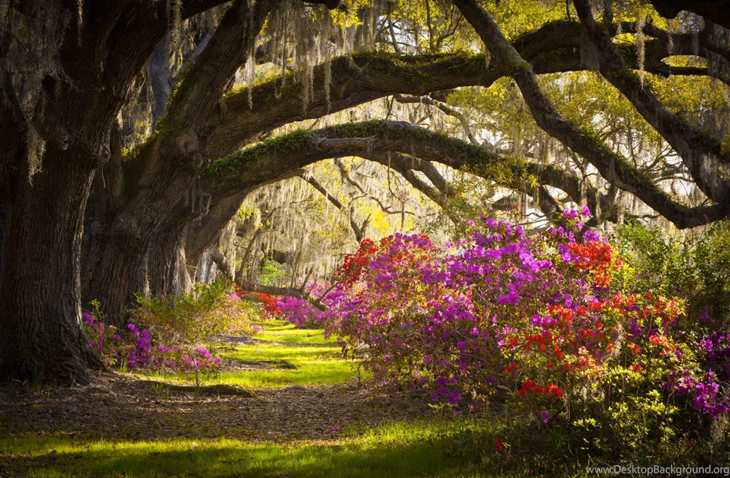 Charleston SC Magnolia Plantation Computer Wallpapers, Desktop ...