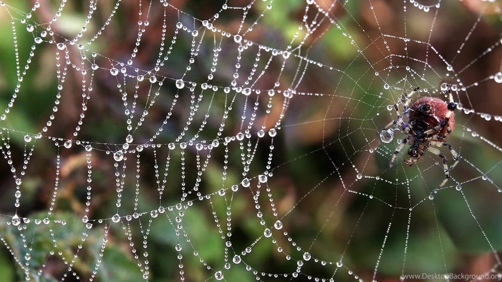Spider Wallpapers Archives HDWallSource.com HDWallSource.com