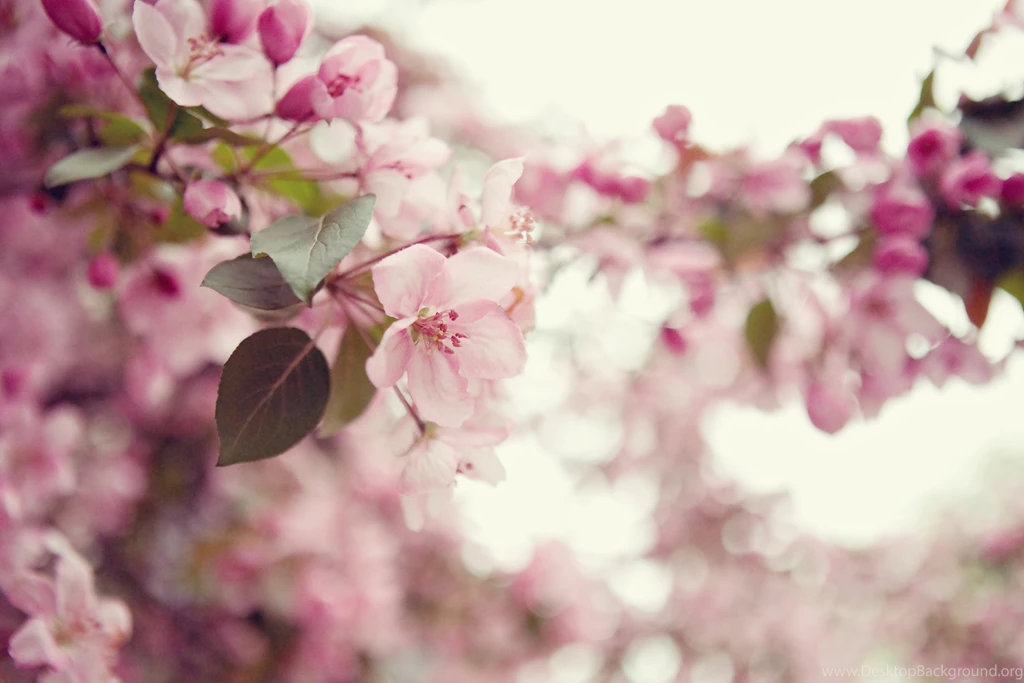Cherry Blossoms Kandise Brown Fredericton New Brunswick ...