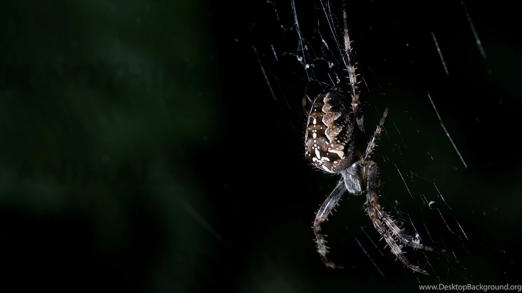 Spider Wallpapers Archives HDWallSource.com HDWallSource.com