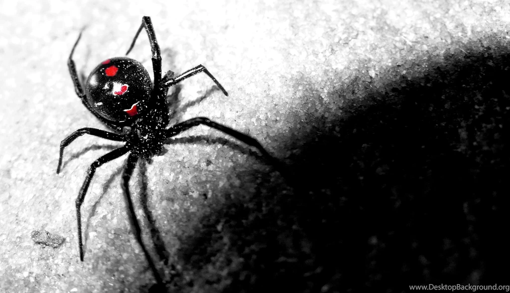 Pics, Facts, Funny Stuff About Animals & Nature Black Spider ...