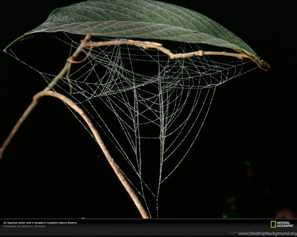 Spider Web Wallpapers 74899