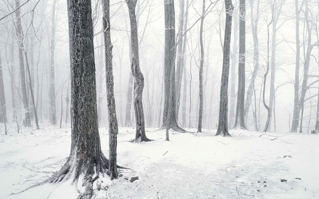 Forest Winter Scene Wallpapers