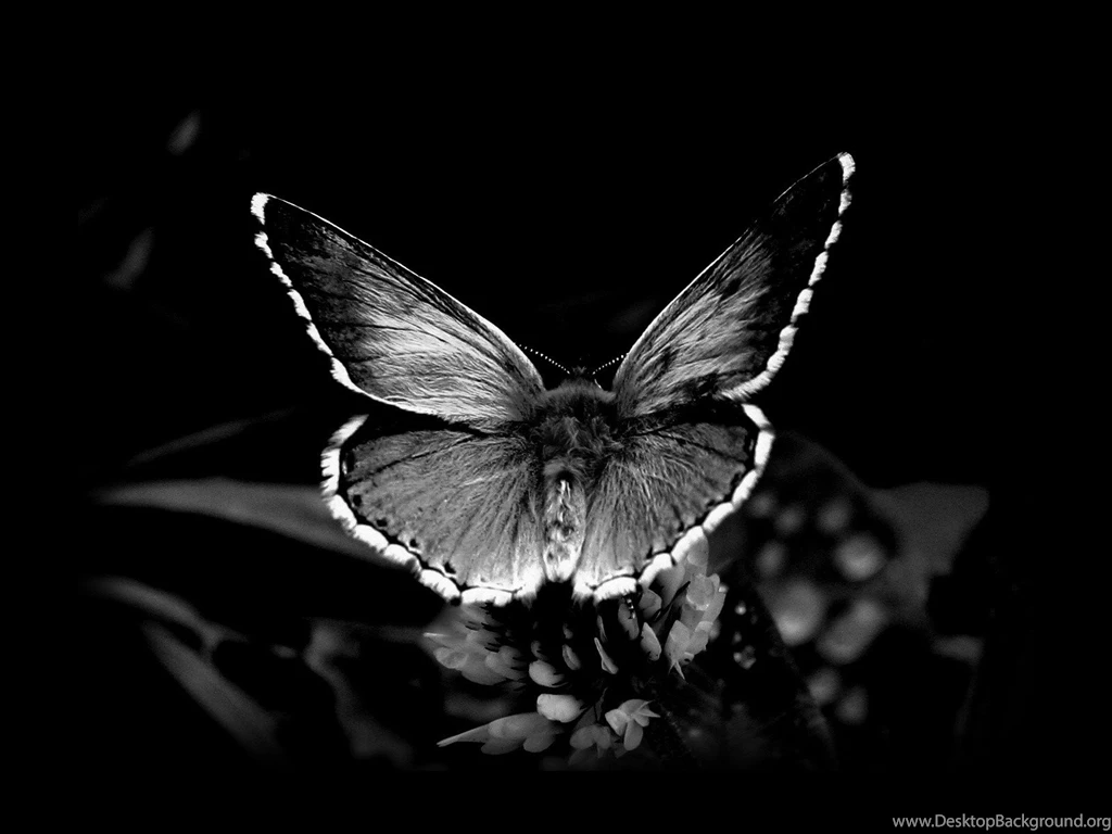 Black & White Computer Wallpapers, Desktop Backgrounds
