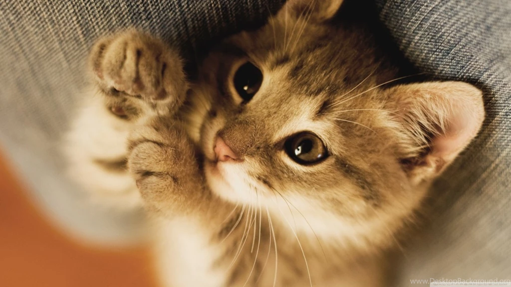 Cute Lazy Kitten HD Desktop Wallpapers : High Definition ...