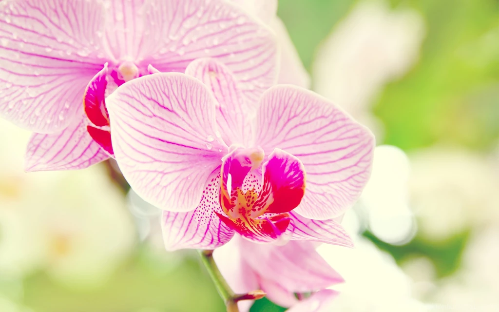 Beautiful Orchids